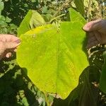 Catalpa ovataLeaf