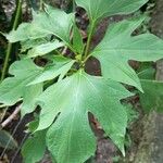 Tithonia diversifolia Blatt