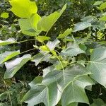 Liriodendron chinense Folha