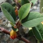 Cotoneaster integerrimus অভ্যাস