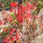 Kalanchoe manginii Цвят