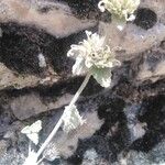 Nepeta italica Flor
