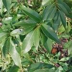 Quercus myrsinifolia Blatt