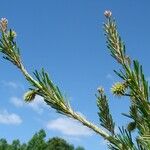 Pinus virginiana Habit