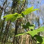 Acer spicatum Leaf