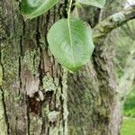 Pyrus cordata Folha
