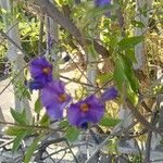 Solanum laciniatum Blomma