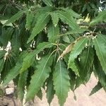 Quercus castaneifolia Leaf