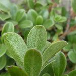 Arctostaphylos uva-ursi Frunză