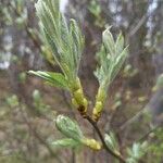 Salix laggeri 葉