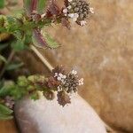 Aethionema carneum Flors