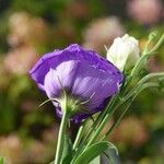 Eustoma russellianum Habit