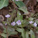 Veronica anagalloides Hábitos