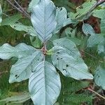 Frangula dodonei Leaf