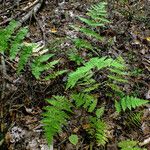 Dryopteris carthusiana عادت داشتن