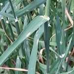 Phalaris canariensis Leaf