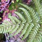 Dryopteris aemula Muu