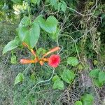 Campsis radicansFrucht