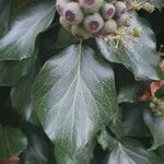 Hedera helix Leaf