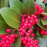 Skimmia japonicaFolla