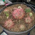 Ferocactus cylindraceus Blad