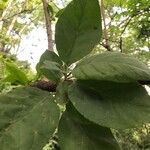 Solanum erianthum Blatt