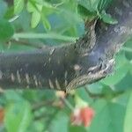 Caragana sinica Bark