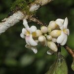 Schlegelia parviflora 花