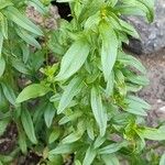 Antirrhinum australe Leaf