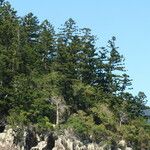 Araucaria cunninghamii Hábitos