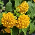 Lantana aculeata Flors