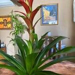 Guzmania lingulata অন্যান্য