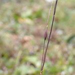 Ptilagrostis yadongensis Habit