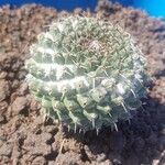 Mammillaria sempervivi Hoja