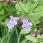 Clinopodium nepetaFlower