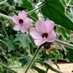 Pavonia urens Flower