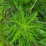 Artemisia biennis Leaf