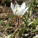 Gagea serotina Flower