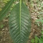 Rhododendron sinogrande Blad