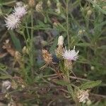 Centaurea diffusa Blüte