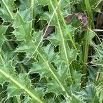 Cirsium acaule Blad