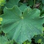 Alchemilla glabra Liść