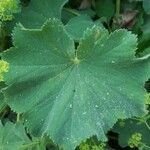 Alchemilla glabra Blad