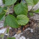 Malvastrum coromandelianum Leaf