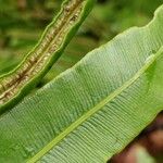 Blechnum marginatum