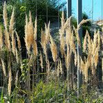 Calamagrostis arundinacea Fula