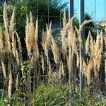 Calamagrostis arundinacea फूल