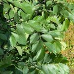 Ulmus davidiana Leaf