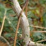 Abies nebrodensis 其他