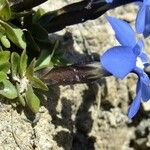 Gentiana orbicularis Anders